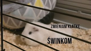 Sprzątam świnkom klatkę 💟chomik🐹🐹 [upl. by Sungam]