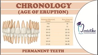 Chronology of tooth eruptionChronology of permanent teethEruption of teethEasiest way to remember [upl. by Anihta]