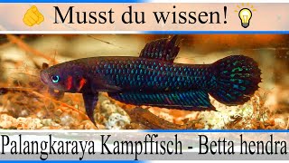 Haltungsbedingungen und Infos Palangkaraya Kampffisch  Betta hendra  Aquarium [upl. by Fortin]