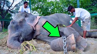 Man Rescues Elephant Chained For 50 Years What It Did Next Was Incredible [upl. by Aronoff]