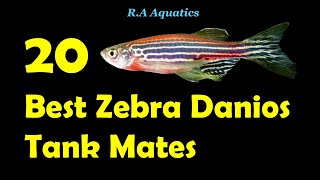 Top 20 Zebra Danio Tank Mates  20 Best Zebra Danio Tank Mates  Zebra Danio Compatible Tank Mates [upl. by Freddie136]