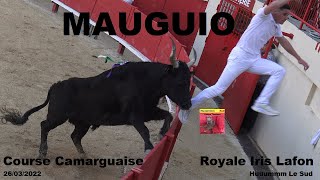 MAUGUIOCourse CamarguaiseRoyale Lafon26032022 [upl. by Ibrek]