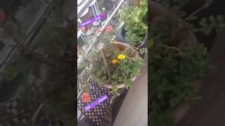 Bagawani se nai urja milti hai gardening plants indoorplantplantnursery flowers [upl. by Oah]