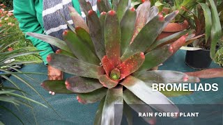 Bromeliads  Bromeliaceae Understanding Bromeliads Easy Tips and Caring for your Bromeliad Plant [upl. by Colligan]