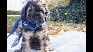 Temperament Testing for Hawk – Male Sable Moyen Poodle Puppy  Funny Farm Poodles amp Doodles [upl. by Humfrey]