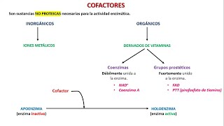 Familias de enzimas y Cofactores [upl. by Durkin]