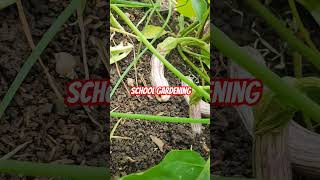 10Honesty Classroom Garden SchoolGardening ClassroomGardening reelsfb2024 contentcreator [upl. by Eanwahs387]