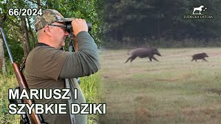 Mariusz i szybkie dziki i jelenie  SUDECKA OSTOJA 662024 roe deer hunting in poland [upl. by Kelley]