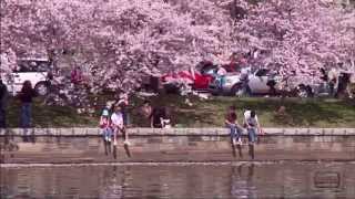 Cherry Blossom Festival in Washington DC [upl. by Annaiv]