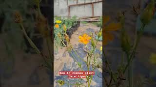 How to cosmos plant care horticulture agriculture ladybird wintercollection plant care [upl. by Ahsied]