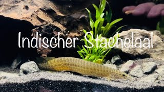 Teil 3 Besatz für das Stachelaal Aquarium aquaristik [upl. by Anaujat58]