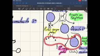 Ovogénesis Foliculogénesis y Ciclo Reproductor [upl. by Ahseiuqal801]