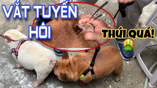 Cách vắt tuyến hôi cho chó bull pháp theo hướng dẫn bác sĩ [upl. by Vite]