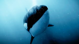 Orcas Kill But Not Just for Food  Bad Natured  BBC Earth [upl. by Otrebile]