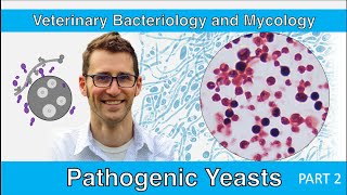 Pathogenic Yeasts Part 2  Veterinary Bacteriology and Mycology [upl. by Bertold]