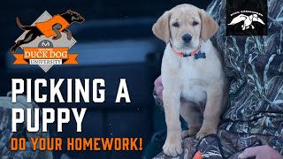 How to Pick a Retriever Puppy  Duck Dog University  Episode 1 [upl. by Abie939]