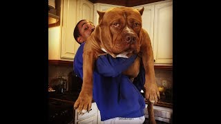 Dead lifting 20 plus XL pit bulls PICKING UP HULK PUPPIES [upl. by Elwin]