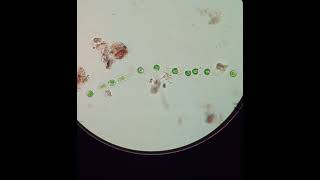 Microspora cells becoming flagellated Zoospores  5x speed [upl. by Suisyola]