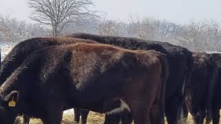 Unrolling a bale and winter care for cattle [upl. by Temp131]