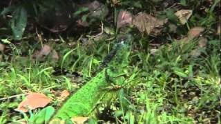 Animals of Cano Negro Rainforest Costa Rica Pt 2 [upl. by Alban]