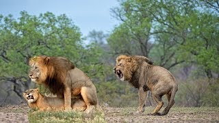 Male King Lions Fight 2019  Amazing Wild Animals Attacks  Wild Animal Fights Caught On Camera [upl. by Nhguahs25]