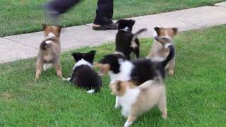 Shetland Sheepdog Puppies For Sale [upl. by Ajax]