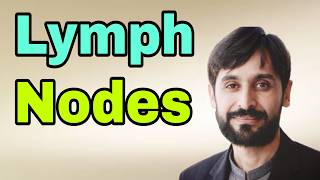 Lymph Nodes  What is Lymph Nodes [upl. by Champaigne851]