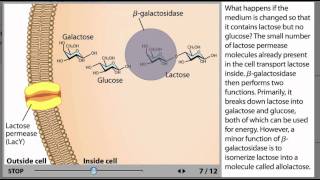 The lac Operon Process Animation from Microbiology 2e [upl. by Estas]