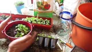 How to Make Cilantro and Basil Windowsill Herb Pots Transplants  MFG 2014 [upl. by Leno76]