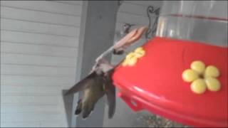 Praying Mantis murders humming bird amp eats it [upl. by Laynad872]