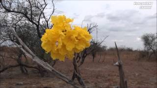 Hacienda Las Maravillas Edo Guarico HD [upl. by Odrahcir184]