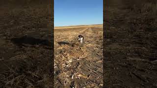 Kreuga just loves sharptail grouse germanwirehairedpointer uplandhunting hunting SD SDpheasant [upl. by Bolen]