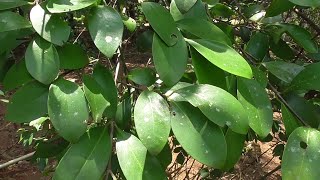 Medicinal Plants Documentary VRIKSHAMLA Garcinia indica Linn [upl. by Ber]