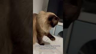 POVYour cat trained you to stroke her on demand [upl. by Danyluk]