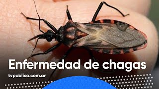 ¿Qué es la Enfermedad de Chagas  Todos Estamos Conectados [upl. by Ylekalb]