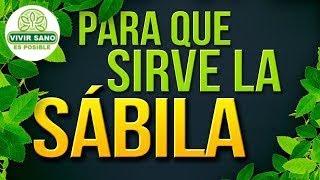 QUÉ CURA LA SÁBILA TOMADA 20 ENFERMEDADES QUE TRATA EL ALOE VERA [upl. by Ardisi166]