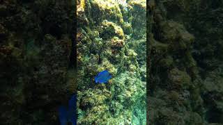 Lovely Blue Tang calmoceanwavesforsleep nature relaxingsounds travel fish snorkeling [upl. by Rosinski]