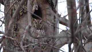 Eastern Screech Owl Call  Presque Isle State Park Erie PA [upl. by Gnet]