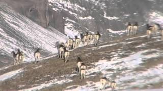 Ragozin Safaris  Argali Marco Polo [upl. by Nahtnoj]