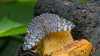 Stunning quotCrackerquot Butterfly Enjoys Pineapple in Panama  July 3 2024 [upl. by Yanel]