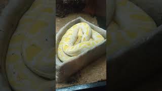 Albino Burmese Python  Ocean Park [upl. by Ahearn780]