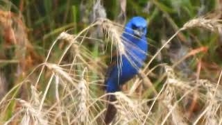 Blue Grosbeak singing while eating wheat kernels [upl. by Shererd]