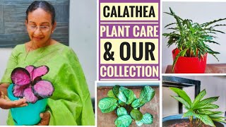 CALATHEA PLANT CARE amp OUR COLLECTION INDOOR PLANTSCALATHEA amp ITS COMPLETE CAREMALAYALAMmaranta [upl. by Gulick]