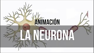 La Neurona  Psicología [upl. by Moyna]