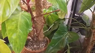 PHILODENDRON RED EMERALD VS PAINTED LADY [upl. by Heck]