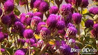 Gomphrena globosa  Globe Amaranth Amaranthaceae Perpétua Roxa [upl. by Haseena]