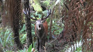 Big 12 Red Stag Roar 2021 New Zealand [upl. by Corie]