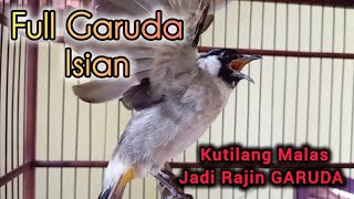 KUTILANG GARUDA Full Isian 100 Ampuh untuk Pancingan amp Masteran Kutilang Malas CEPAT NGGARUDA [upl. by Ymar822]