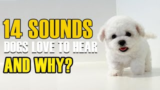 Top 14 Sounds Dogs Love and Why They Love Them [upl. by Ube]