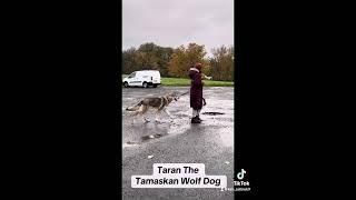 Taran the Tamaskan Wolf Dog [upl. by Sokem]